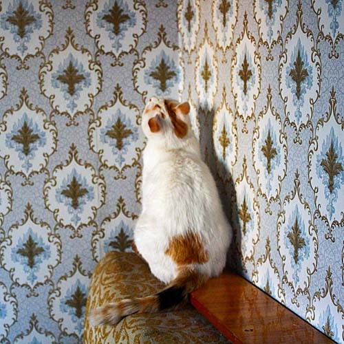 Fluffy cat in sunset against floral pattern wallpaper
