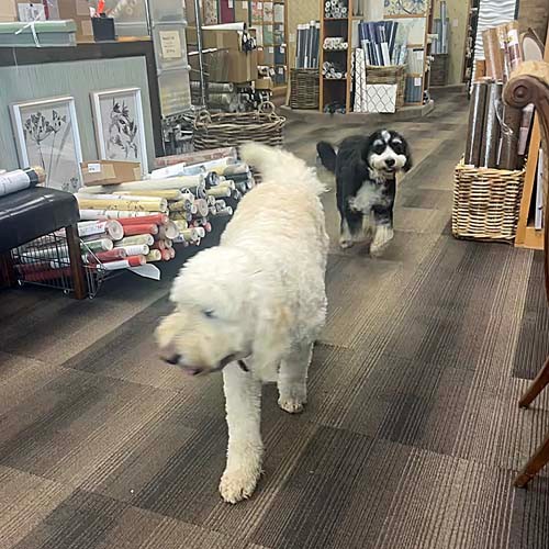Chumley and Barkley - Store Greeters