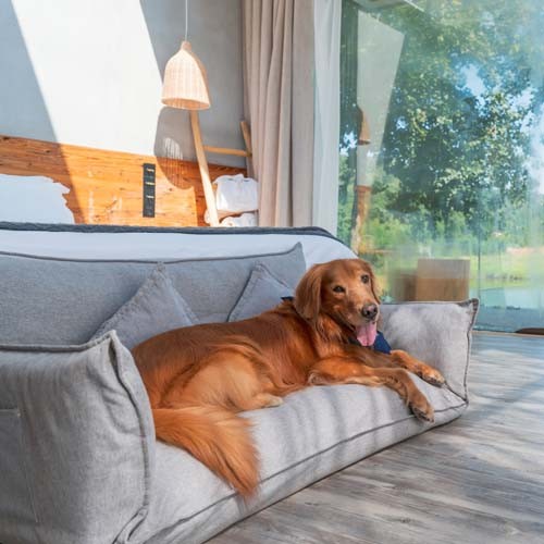 golden retriever lying on sofa